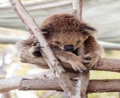 koala schläft auf gefällten bäumen im gan guru kängurupark kibutz nir david israel 94861427.jpg from koal video gan