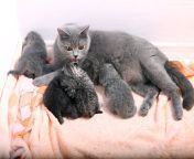 mother cat breastfeeding her babies british shorthair feeding kittens newly born 71924525.jpg from breastfeeding cat petsex com siterip