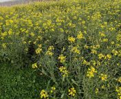 sarso ka khet mustard field punjab 219931590.jpg from pat khet xx