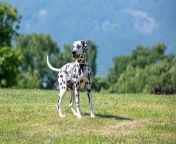 adorable dalmatian dog outdoors spring selective focus running 188731148.jpg from adorable dalmatian outdoors royalty free image 486407534 1560958706 jpgcrop0 670xw1 00xh0 0622xw0resize480