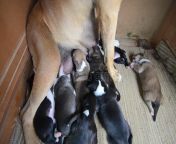 american staffordshire terrier puppy breast feeding picture 56435391.jpg from breast feed to puppy petsex com video six মহিলা মাদ্রাসার ম