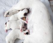dog breastfeeding puppies dog breastfeeding puppies puppy mother dog home 195709434.jpg from breastfeed a puppy