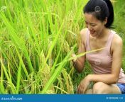young woman paddy field asian 33228548.jpg from indian girlfriend in open field village outdoor sex