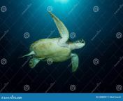 green turtle chelonia mydas sea under sun taken komodo national park indonesia 62808931.jpg from my das