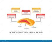 hormones adrenal gland vector diagram flat style medical illustration endocrine organs 130645637.jpg from hormones jpg