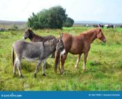 horses donkeys together meadow ireland front grey donkey chestnut horse 144179982.jpg from donkeys horseye