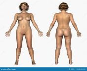 human anatomy nude female front back 186614.jpg from human anatomy nude female front back 186614 jpg