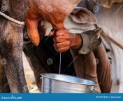indian women milking cow hands details manual milk small rural farm 250716764.jpg from indian milking