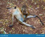 macaque monkey foreplay monkeys engaged what seems like sexual dambulla cave temple sri lanka 50797889.jpg from hdsex18 comnimal monekey and xxx videos12aze smbhog auntyবাংলাদেশি নাইকা সাহারা এক্সক্সক্সrap bangleghj sexhausa