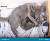 mother cat breastfeeding her babies british shorthair feeding kittens newly born view above 71963111.jpg from chinese breastfeeding cat