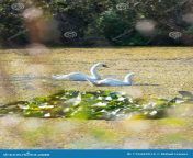 pair wild swans swimming pond pair adult white elegant swans swimming small swap water lilies grass 175343514.jpg from pond swap