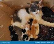 selective focus image noise effect mother cat breastfeeding her kittens box mother cat breastfeeding her kittens 222228686.jpg from breastfeeding cat petsex com siterip