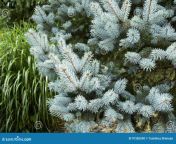 beautiful silver fir tree picture spring leaves 97385590.jpg from like beautiful firs
