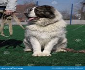 cão grande o pelo é fofo em pooch pastor da ásia central branco alabai ou kagal raça de proteção territórios e campos 244083001.jpg from kagal da