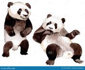 exotic panda wild animal isolated watercolor background illustration set watercolour drawing fashion aquarelle element 164731852.jpg from exotic panda