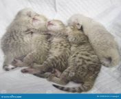 five bsh kitten sleeping together same parents each one has unique pattern their body sleeping 197810274.jpg from 5 bsh