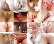 956 450.jpg from different types of pussy