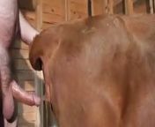 5ced49cf4ef86cow fucking mp4 3.jpg from gorur sex video
