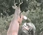 thqman sucked by deer from bae anemal xcx