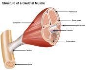 muscle structure.jpg from muscle