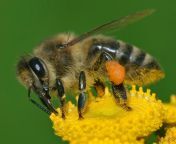 apis mellifera western honey bee.jpg from bee smal