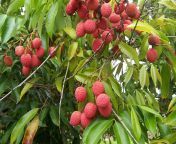 1200px litchi chinensis fruits.jpg from lichy