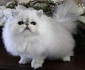 220px shaded silver persian cat missionhill cosmic rainstorm.jpg from persisn