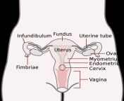 1200px basic female reproductive system english svg.png from falpinan