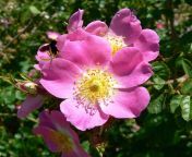 rosa rubiginosa 1.jpg from tamil ros