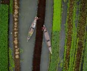 aerial view of farmers doing the harvest with a canoe in a traditional floating vegetable garden in banaripara barisal bangladesh aaef11074.jpg from www bangladesh barisal xxx vedio coma zobardhema mali sex videokajal agrawal xxx video download 3gpnudeprova naked video鍞è