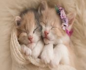 434699 popular cute kitten wallpapers 2560x1440.jpg from new cute