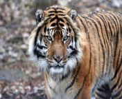 sumatran tiger desktop.jpg from tiger video