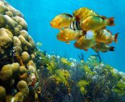 433535 seaaeyaey seabed fish coral underwater tropical.jpg from underwater