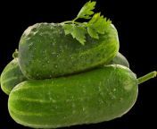 cucumber clipart winter melon 11.png from png meri tabubil koap vi