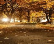 hd wallpaper lovely nature background cool nice road trees view thumbnail.jpg from view full screen beautiful cute paki showing on video