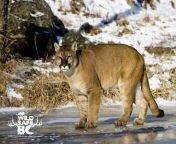 cougar on ice adobe stock logo 01 01.jpg from near hr page cougar