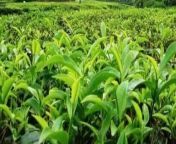 tea 12 09 023 worker pic.jpg from বাংলাদেশের দেশে মেয়েদের বাগানের www xxx conচোদা চোদি