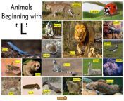 animals that start with the letter l.jpg from anim@l