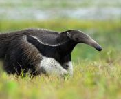 giant anteater ogimage.jpg from kanada ant