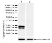 ab256470 352753 wb1antiglutathione peroxidase 3 gpx3 antibody epr22815 112 western blot kidney mouse.jpg from indian 3gpx