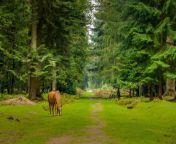 best hikes in new forest national park rhinefield ornamental drive.jpg from new faest