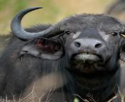 speciespage africanbuffalo02 challenges jpgh29c6c1f6itokvhn68yl8 from baffalow
