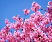 cherry blossom season japan.jpg from chxrryxblossom