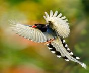 flying bird of paradise.jpg from all nude paradise birds