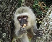 सपने में बंदर को खाना खिलाना 1067x800.jpg from बंदर पशु सेकस डाउनलो