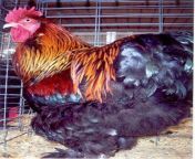 partridge cochin std rooster 11.jpg from 12 age sex videos cochin