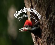 woodpeckers 1920.jpg from mobai video