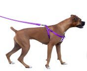 majestic pet dog harness best no pull harness for all dogs sizes large medium small adjustable and heavy duty no pull leash harness perfect lightweight training walking collar 100 guarantee.jpg from harness leash