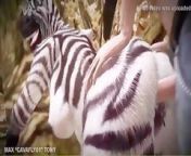 12.jpg from zebra with man sex