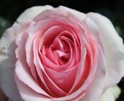 strauchrose eden rose 85 m002954 w 5.jpg from iedin rose